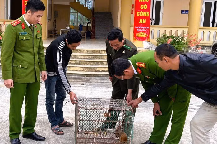 Ông Hoàng Chí Công (SN 1984; ngụ thôn Nam Sơn, xã Yên Thọ) cũng tự nguyện giao nộp 2 cá thể cu li nhỏ. Chúng được ông phát hiện đi lạc vào vườn nhà. Ảnh: Người lao động.