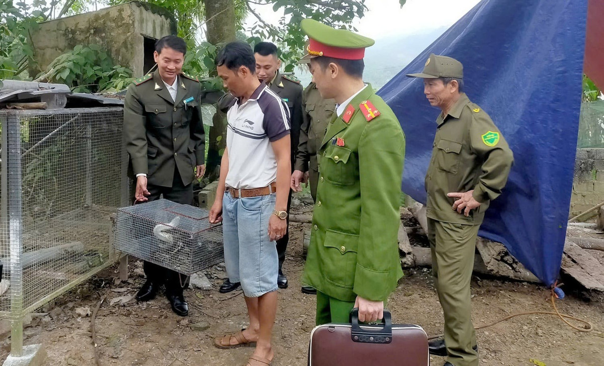 Trước đó, ngày 30/12, ông Quách Văn An (SN 1979; ngụ thôn Rộc Răm, xã Yên Thọ) đã tự nguyện bàn giao một cá thể trăn gấm nặng 10 kg. Con trăn này do ông An bắt được khi đi làm đồi nên định nhốt lại để nuôi làm cảnh. Sau khi biết đây là động vật quý hiếm nên ông An đã bàn giao cho lực lượng chức năng. Ảnh: Dân Việt.