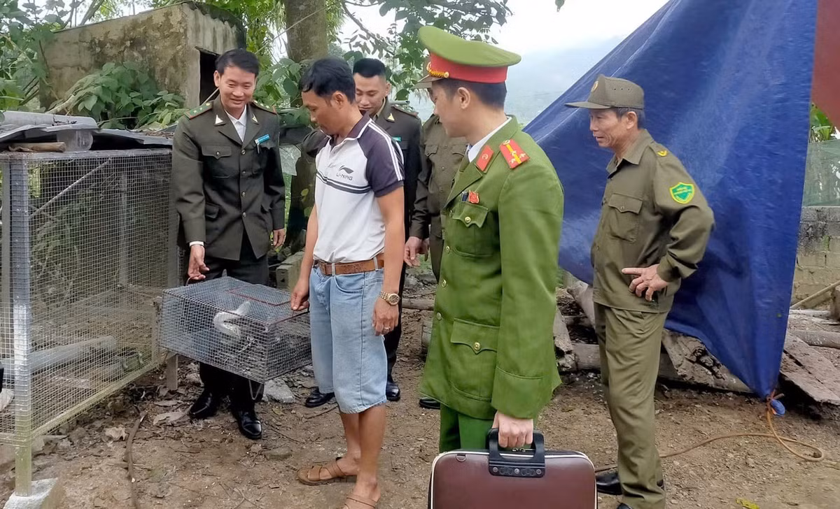 Trước đó, ngày 30/12, ông Quách Văn An (SN 1979; ngụ thôn Rộc Răm, xã Yên Thọ) đã tự nguyện bàn giao một cá thể trăn gấm nặng 10 kg. Con trăn này do ông An bắt được khi đi làm đồi nên định nhốt lại để nuôi làm cảnh. Sau khi biết đây là động vật quý hiếm nên ông An đã bàn giao cho lực lượng chức năng. Ảnh: Dân Việt.