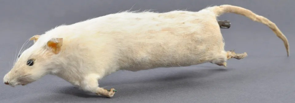 SOE nhận định việc sử dụng "bom chuột" không thành công như kế hoạch nhưng đã gây rắc rối lớn cho Đức quốc xã. Trong lúc lính phát xít Đức truy tìm số chuột này, quân Đồng minh đã tận dụng cơ hội để triển khai các kế hoạch khác nhằm khiến quân Đức quốc xã từng bước thất bại trên các chiến trường, góp phần kết thúc Thế chiến 2. Ảnh: Bournemouth News.