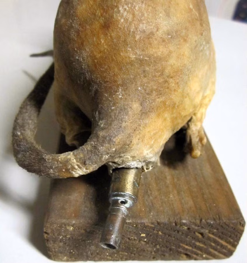 SOE hy vọng những người lính Đức quốc xã hoặc công nhân làm việc trong nhà máy sẽ vô tình ném xác chuột vào lò đốt qua đó dẫn tới vụ nổ lớn. Ảnh: Amusingplanet.