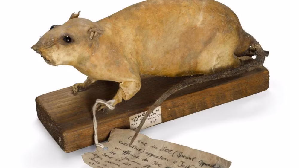 Cục Tác chiến Đặc biệt (Special Operations Executive - SOE) của Anh được thành lập năm 1940. Là tổ chức bí mật, SOE thực hiện các nhiệm vụ gián điệp, phá hoại các hoạt động của phát xít ở châu Âu cũng như hỗ trợ các phong trào kháng chiến địa phương. Trong số này, SOE từng lên kế hoạch sử dụng "bom chuột" nhằm khiến Đức quốc xã tổn thất lớn. Ảnh: Amusingplanet.