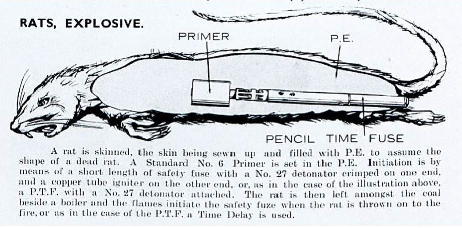 Cụ thể, một sĩ quan của SOE đã đóng giả sinh viên để mua khoảng 100 con chuột để làm thí nghiệm. Những con chuột này bị giết chết rồi nhồi đầy thuốc nổ dẻo vào bên trong bụng rồi khâu lại. Ảnh: Amusingplanet.