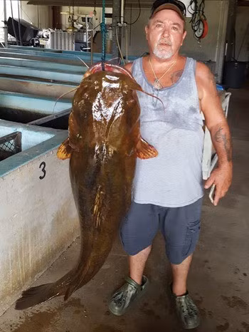 Năm 2020, Lavon Nowling lập kỷ lục của bang Florida khi câu cá trê đầu bẹt nặng 31,7 kg và dài 1,2m trên sông Yellow, Mỹ. Kỷ lục trước đó thuộc về con cá nặng 31,4 kg do Marvin Griffin câu được trên sông Yellow năm 2019. Ảnh: UPI.