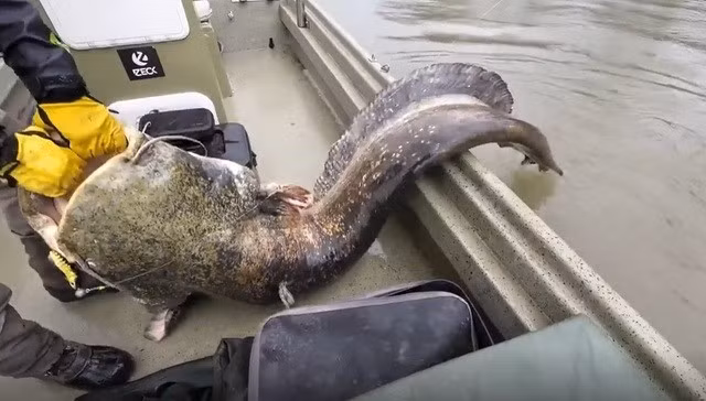 Vào tháng 5 vừa qua, công chúng xôn xao khi Yuri Grisendi "khoe" cùng một người bạn câu được một con cá trê khổng lồ trên một con sông ở Italy. Ảnh: Youtube.