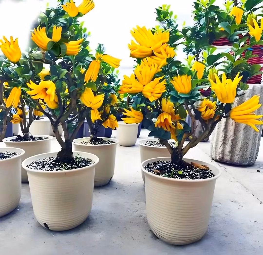 4. Phật thủ – vừa thanh lọc, vừa khử khuẩn tự nhiên. Cây phật thủ ra quả nhiều đợt, quả vàng rực hình bàn tay rất bắt mắt, thơm nhẹ, giúp không gian thêm sinh khí và tinh tế.