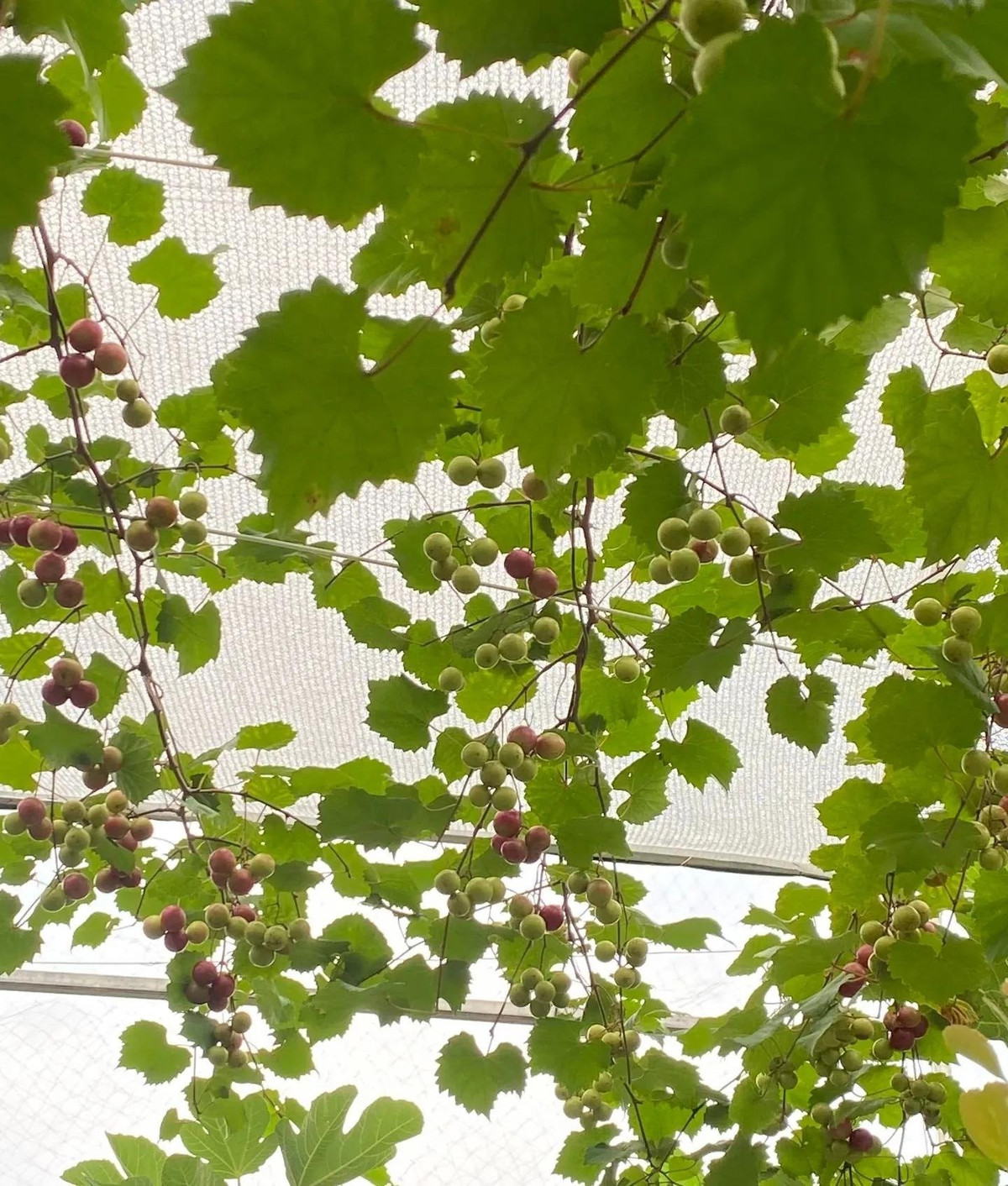 Khả năng thích nghi vượt trội giúp loại nho này sống khỏe trên nhiều loại đất và khí hậu, đồng thời ít cần dùng thuốc trừ sâu, an toàn cho sức khỏe gia đình.