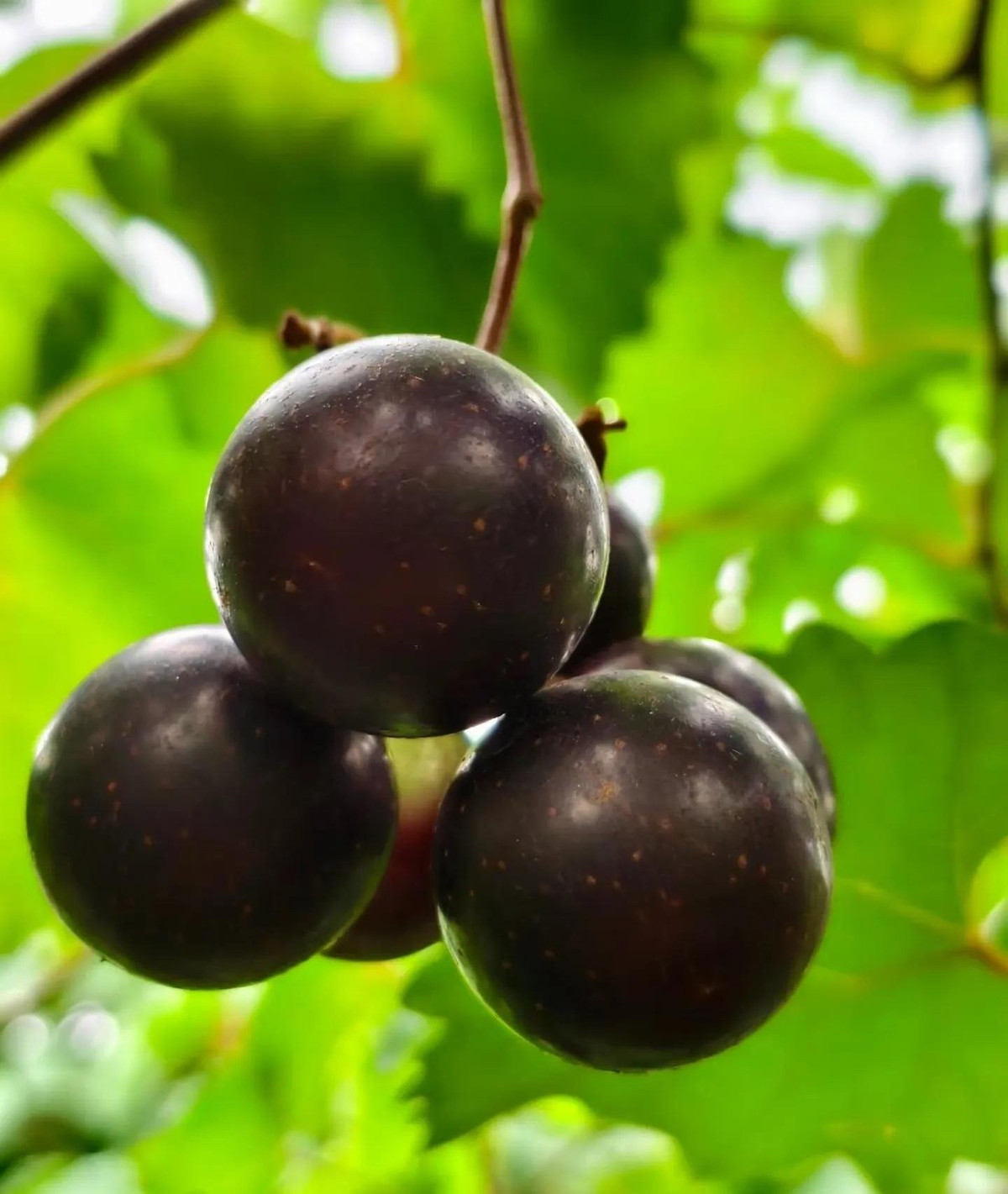 Điểm nổi bật là lá to hình trái tim, xanh mướt quanh năm, cùng chùm quả đỏ ruby treo lủng lẳng, biến giàn nho thành bức tranh thiên nhiên tuyệt đẹp.