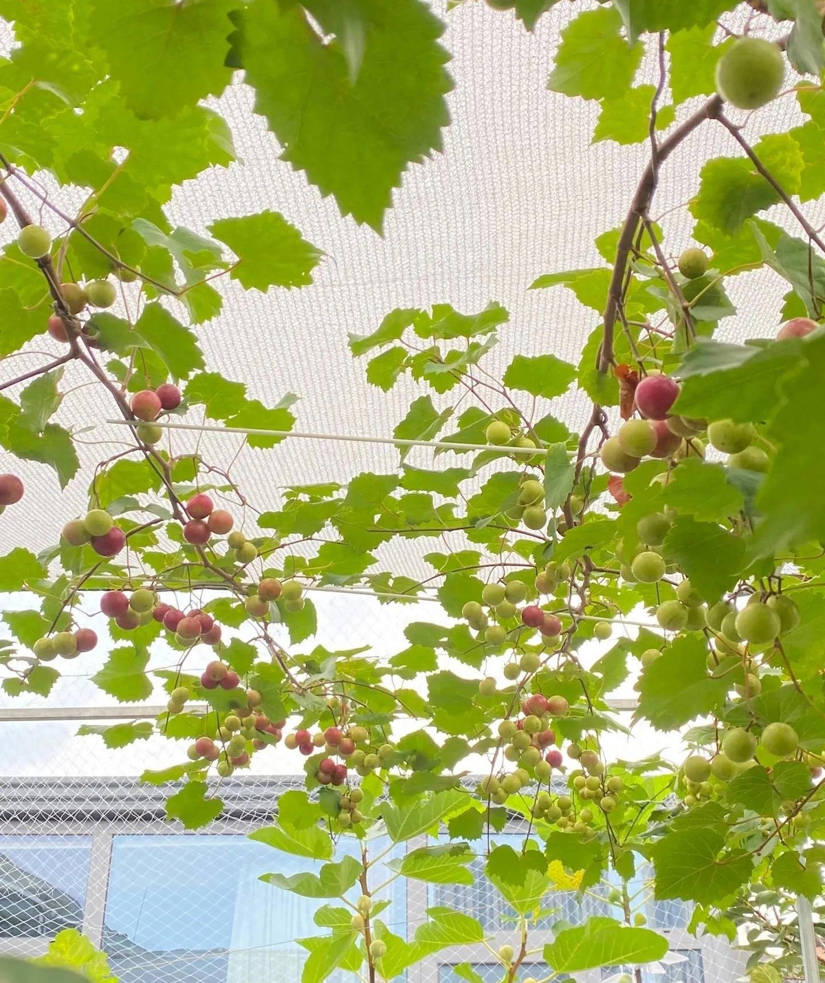 Nếu bạn đang tìm một loại cây cảnh vừa đẹp, vừa phong thủy, vừa cho quả ngọt, lại có bóng mát thì Ruby Muscadine chính là lựa chọn hàng đầu.