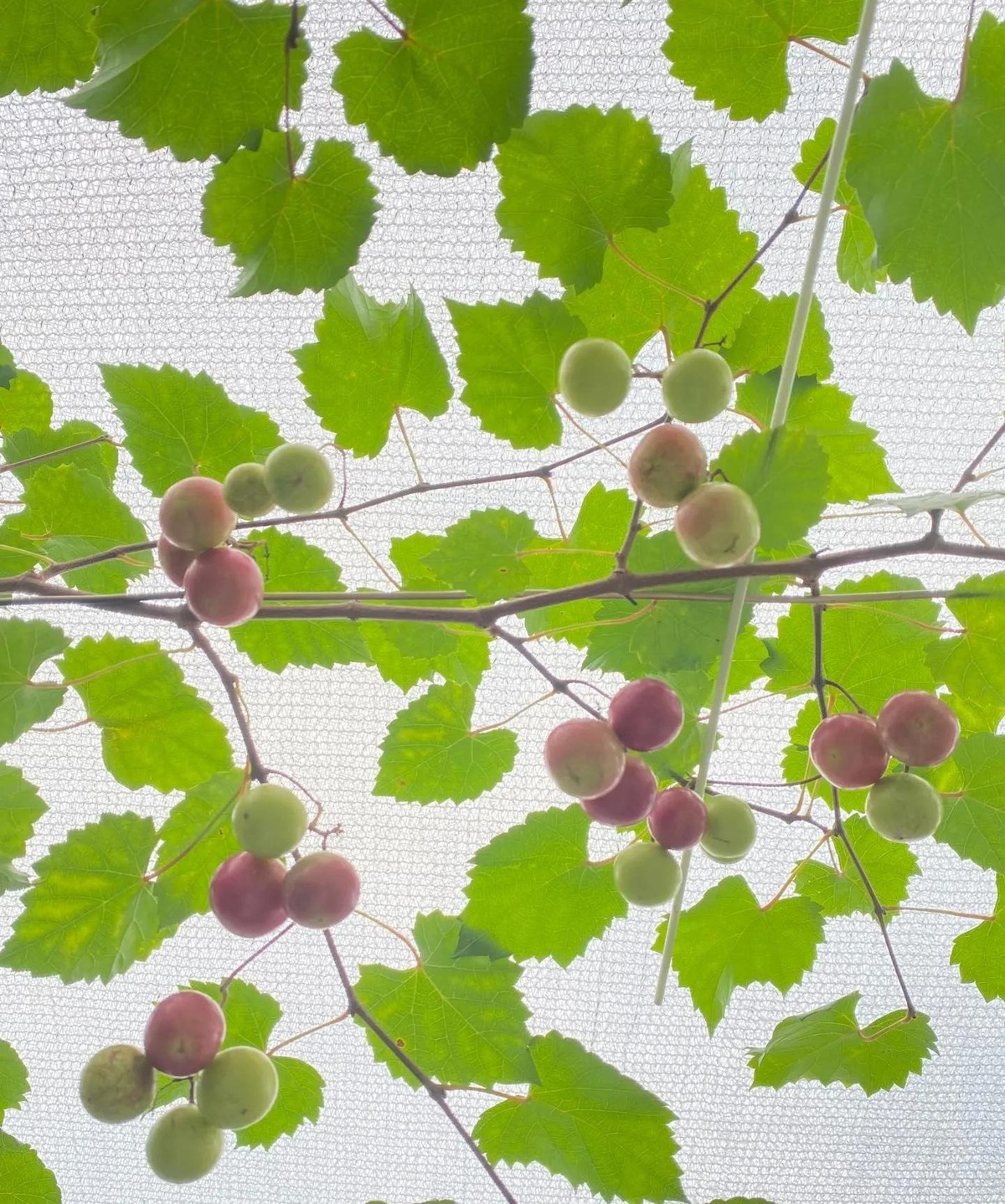 Nguồn gốc của giống nho này là từ nho Muscadine bản địa vùng Đông Nam Hoa Kỳ, nổi tiếng vì sức sống mạnh mẽ, ít sâu bệnh và dễ trồng.