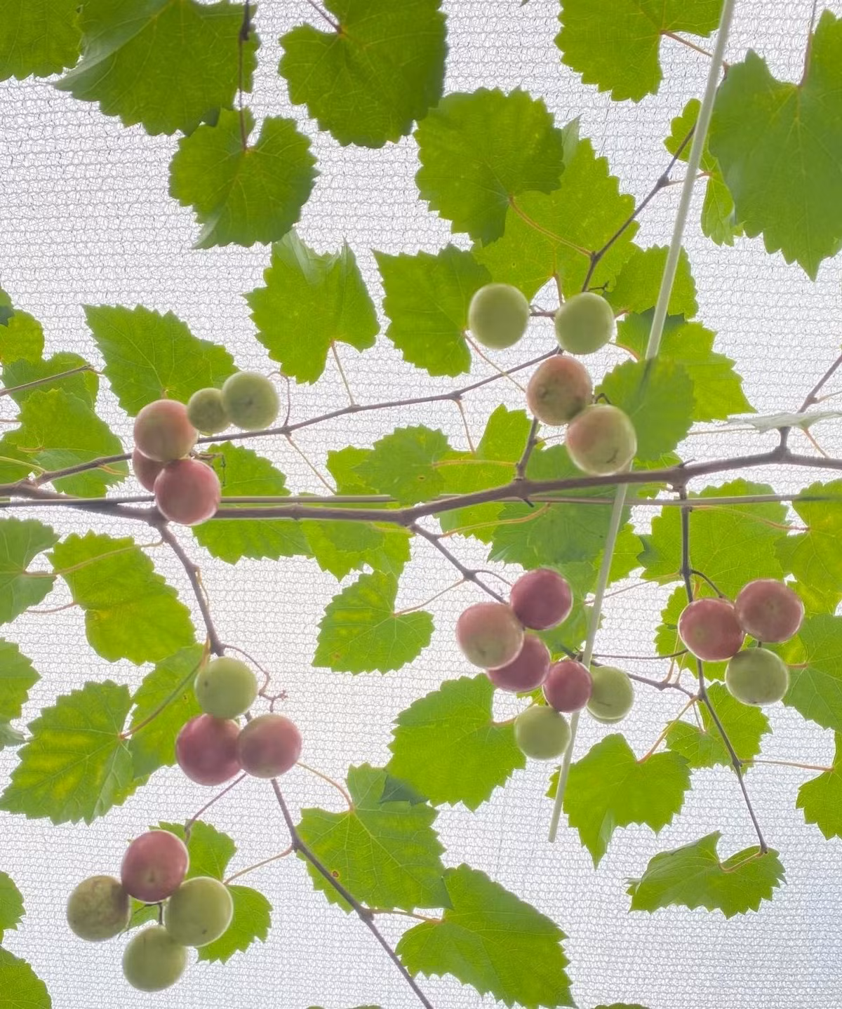 Nguồn gốc của giống nho này là từ nho Muscadine bản địa vùng Đông Nam Hoa Kỳ, nổi tiếng vì sức sống mạnh mẽ, ít sâu bệnh và dễ trồng.