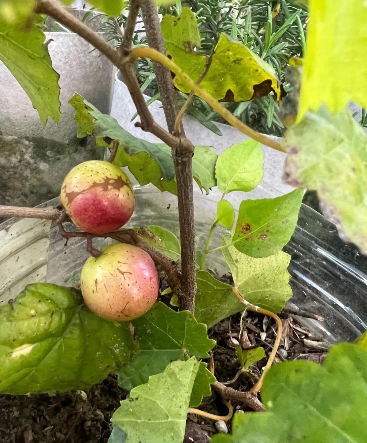 Hãy tưởng tượng: Ngồi dưới giàn nho xanh mát, tận hưởng không khí trong lành và nếm vị quả đỏ ngọt ngào vừa hái xuống. Một cảm giác “sang chảnh” ngay tại sân nhà!