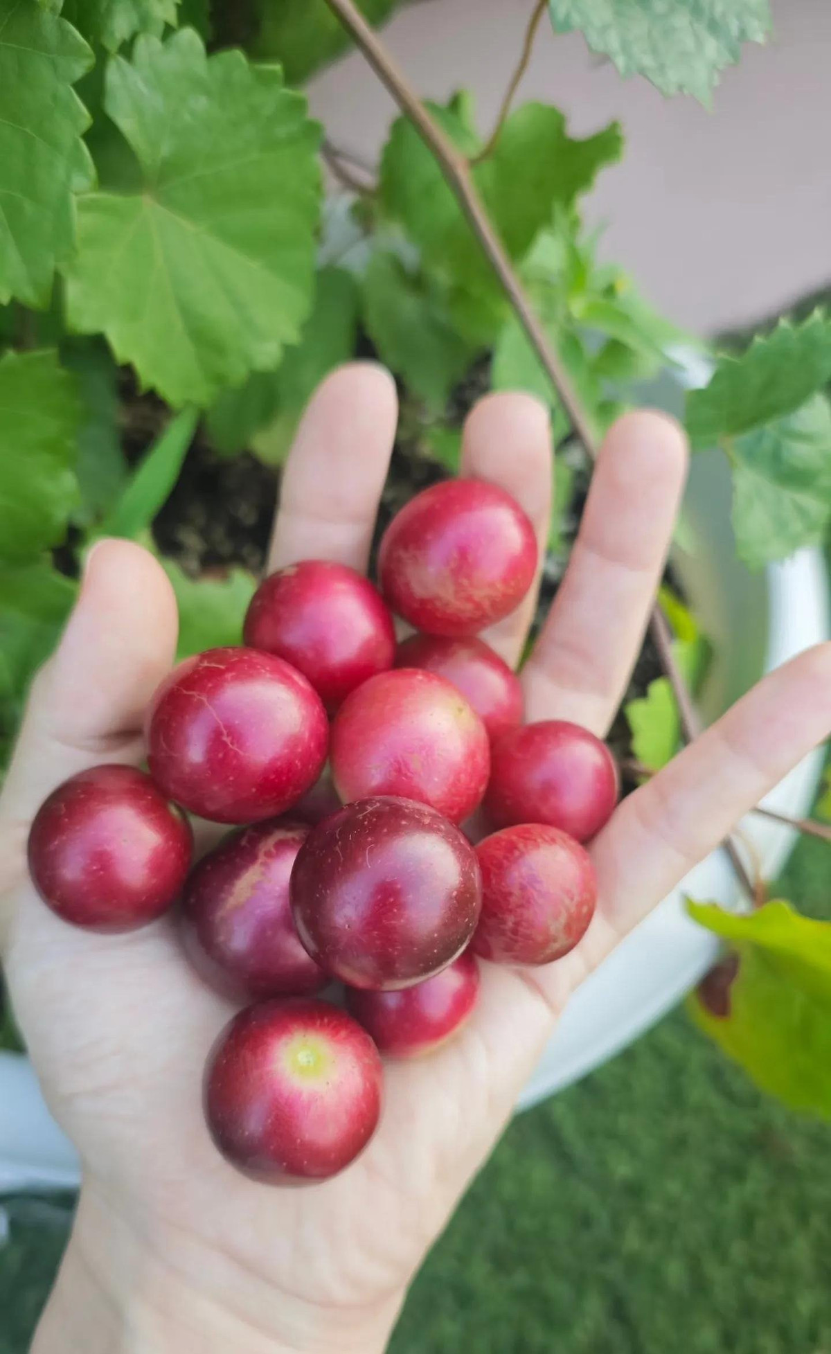 Điều đặc biệt là giống nho này ra quả rất sớm. Nếu trồng năm nay, chỉ sau một năm là đã có thể thu hoạch, lại cho quả kéo dài suốt từ hè đến cuối đông.