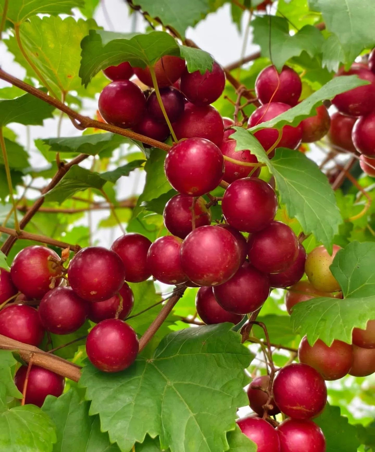 Ruby Muscadine là phiên bản lai tạo mới, mang đến sự kết hợp hoàn hảo giữa vẻ ngoài bắt mắt và hương vị ngọt thanh, khiến người trồng lẫn người thưởng thức đều say mê.