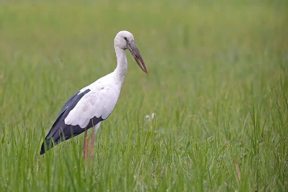 Khi trưởng thành, mỗi cá thể cò ốc sải cánh khoảng 0,6 - 1 m và nặng 1 - 1,5 kg. Cò nhạn sinh sống theo đàn. Ảnh: commons.wikimedia.org.