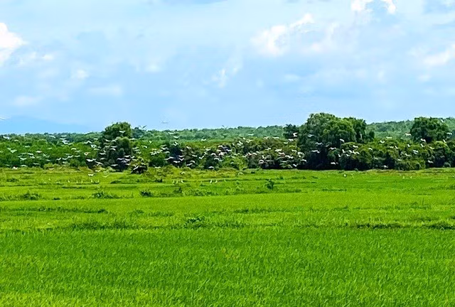 Trước sự xuất hiện của đàn cò ốc quý hiếm, chính quyền địa phương đã nhanh chóng triển khai các biện pháp bảo vệ, bao gồm tuyên truyền, vận động và nhắc nhở người dân không săn bắt, bẫy bắn hay xua đuổi đàn cò, nhằm tạo môi trường an toàn cho loài động vật này sinh sống và phát triển. Ảnh: Sức khỏe &amp; Đời sống.