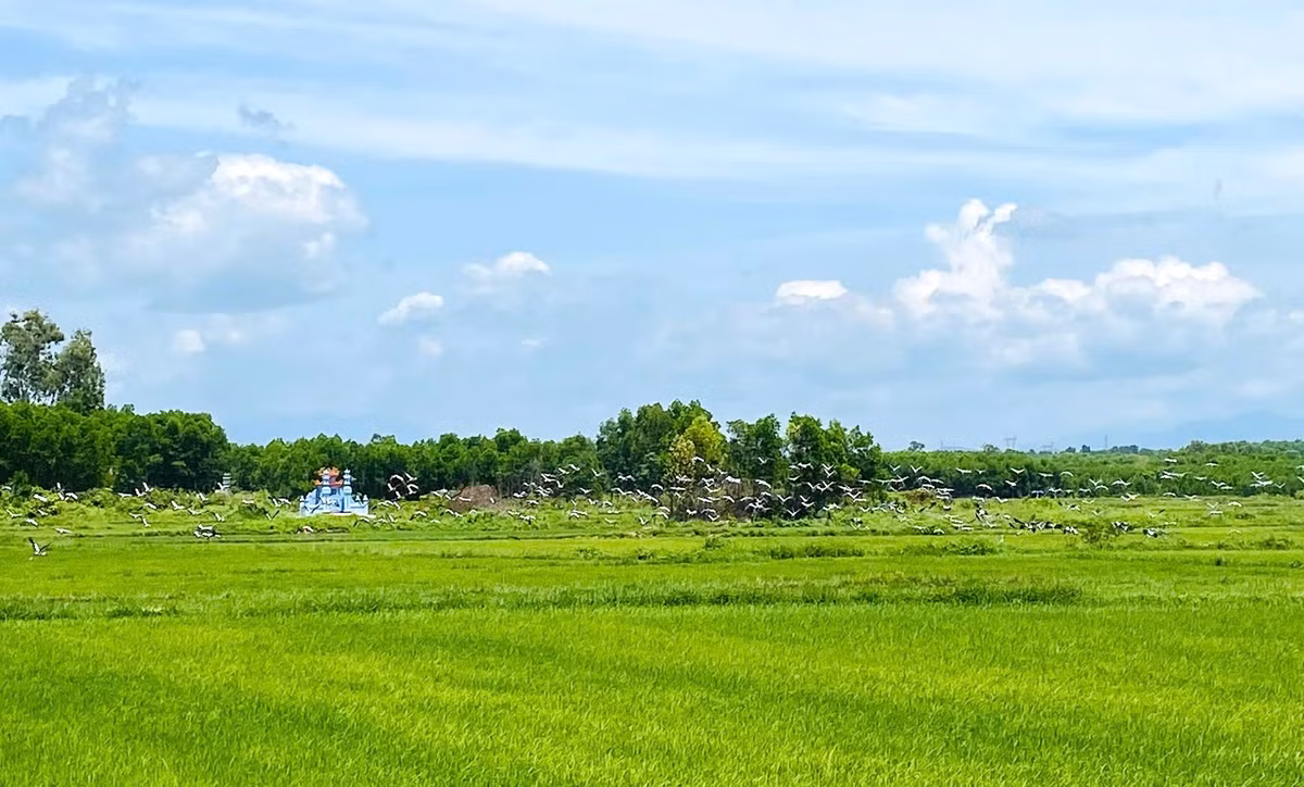 Vào ngày 15/7, lãnh đạo UBND xã Hiếu Giang xác nhận một đàn cò ốc gồm hàng nghìn con đã bay đến cánh đồng thuộc các thôn Phú Ngạn và An Bình, xã Hiếu Giang, tỉnh Quảng Trị để kiếm ăn, trú ngụ trong những ngày gần đây. Ảnh: Quảng Trị Online.