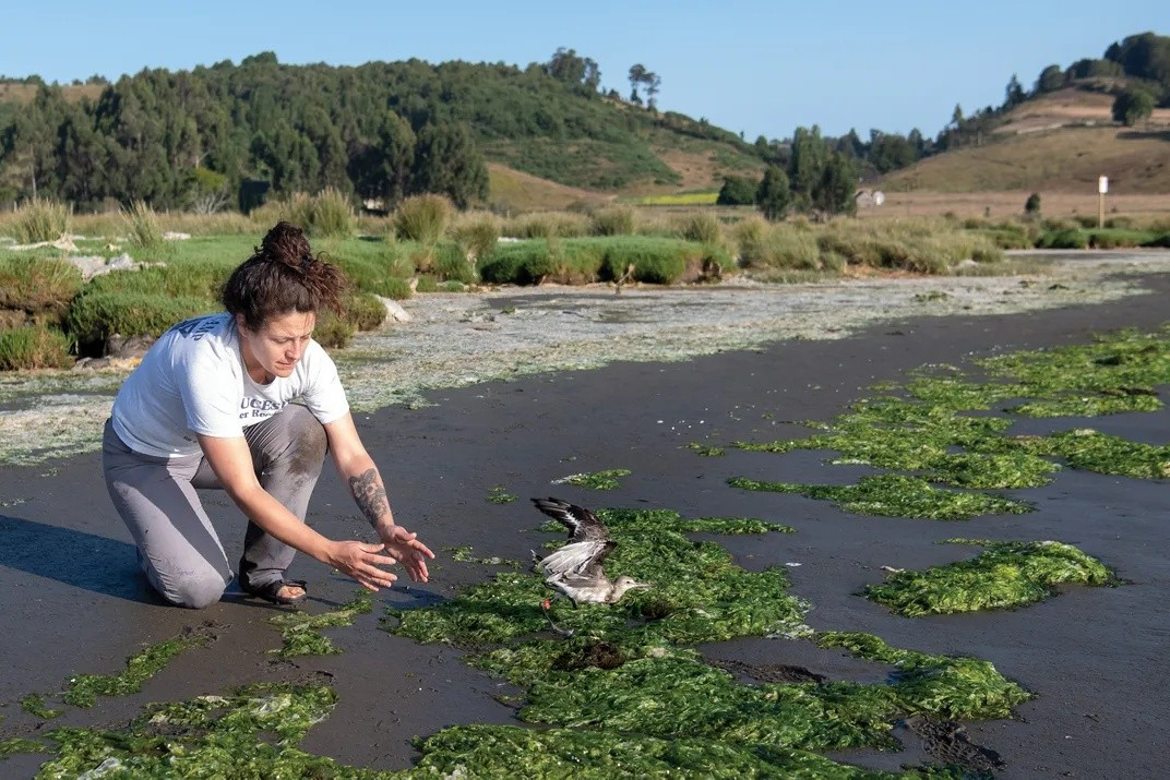 Choắt Hudson làm tổ chim với kích thước khá nhỏ và ngụy trang khéo léo để tránh bị kẻ thù phát hiện. Ảnh: Melissa Groo.