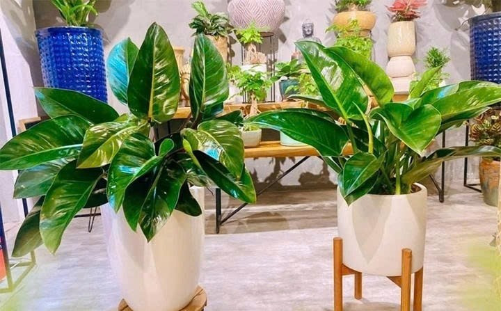 Cây trầu bà là một trong những loại cây phong thủy được nhiều gia đình trồng trong nhà. Loại cây dễ sống và có tác dụng lọc không khí này thường được đặt ở góc phòng, trong sân hoặc để cây leo rậm rạp. Ảnh: Namgarden.