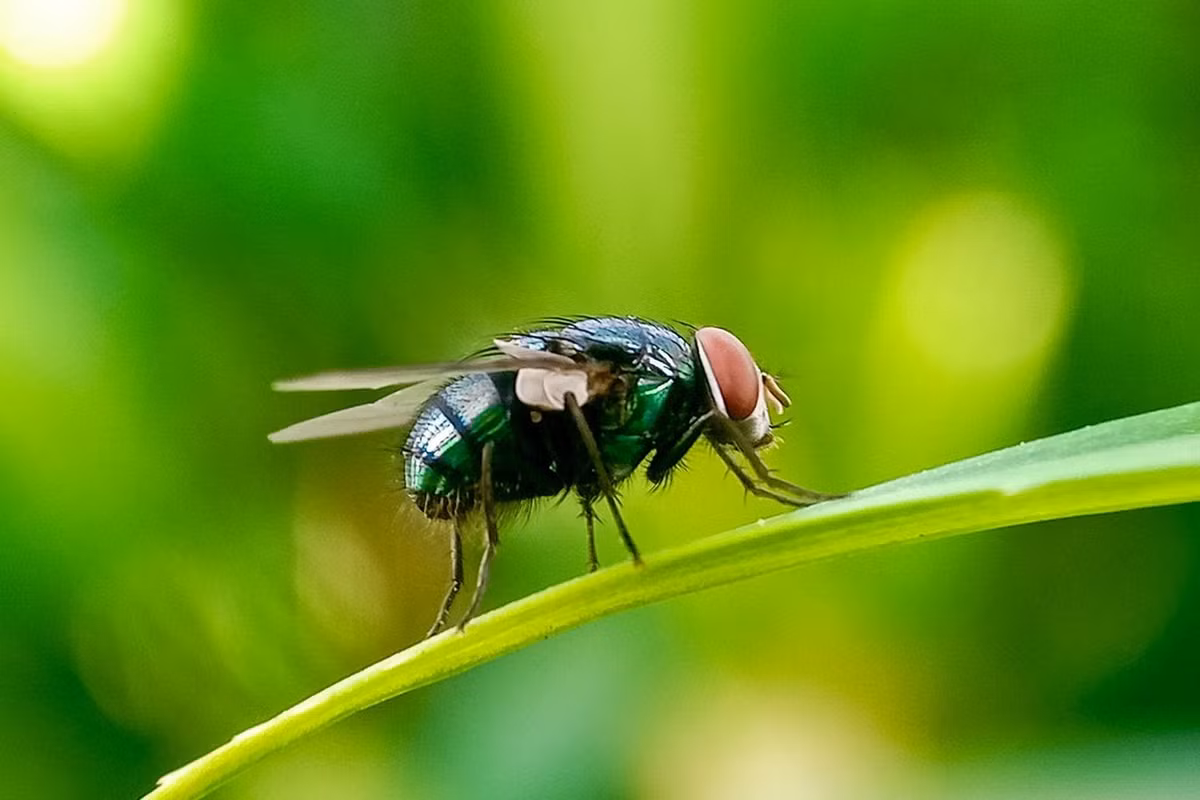 Dịch bệnh này từng phổ biến ở châu Mỹ, đã được loại khỏi Bắc Mỹ và phần lớn Trung Mỹ nhờ chương trình "côn trùng vô sinh". Ảnh: Getty Images.