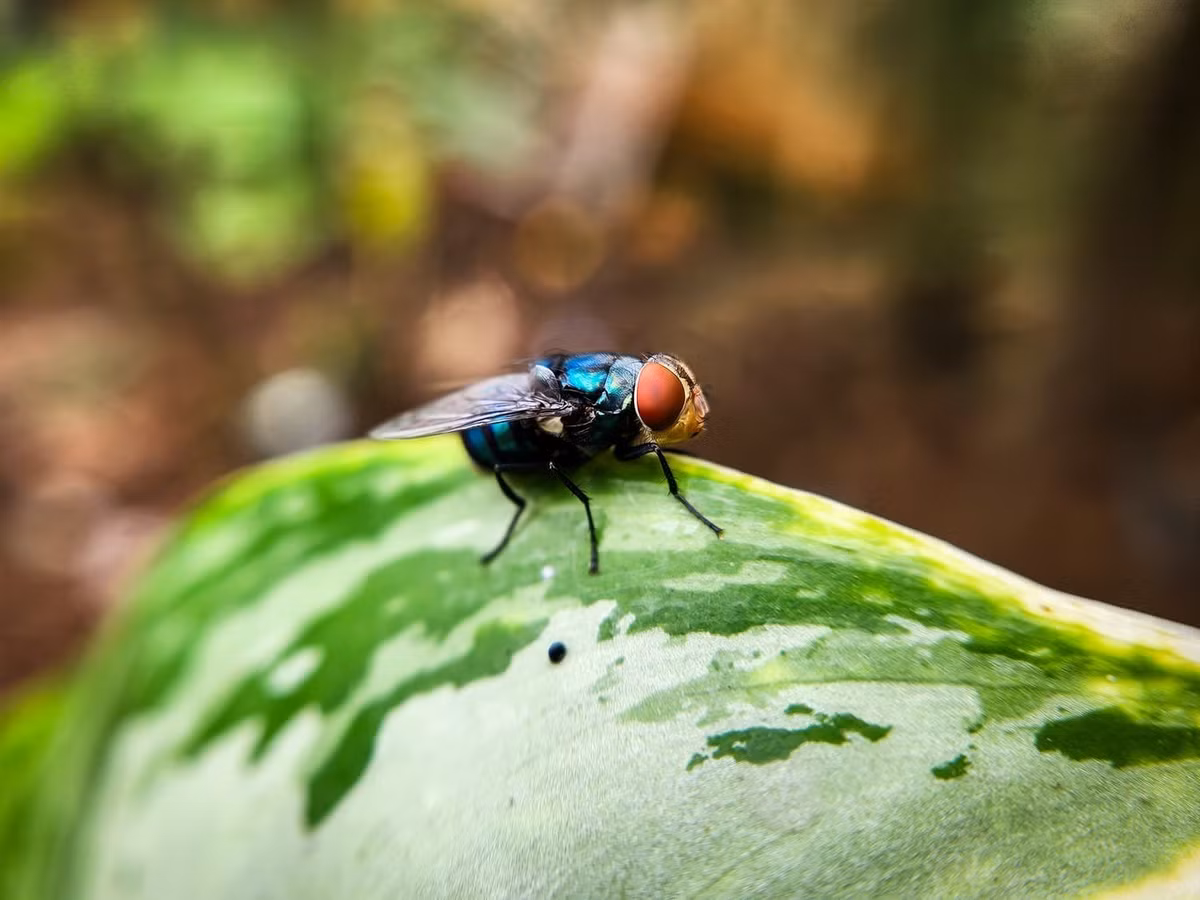 Giòi đinh vít Tân Thế giới từng bị "xóa sổ" hoàn toàn khỏi lãnh thổ Mỹ vào những năm 1960 thông qua chiến dịch thả hàng trăm triệu ruồi đực vô sinh. Ảnh: Getty/iStock.
