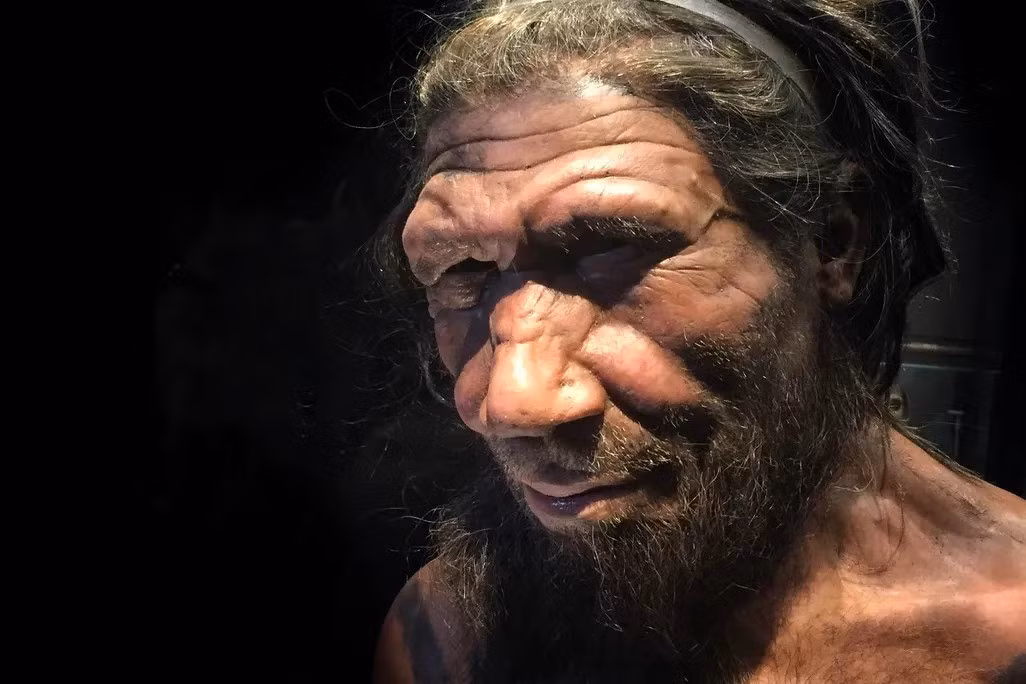 Những xét nghiệm thống kê phân tích ADN của người Neanderthal, người Denisova và người châu Phi hiện đại, châu Âu và Đông Á đã phát hiện ra các đột biến trong gene ASDL xuất hiện trong bộ gene của người hiện đại với tốc độ cao hơn so với các biến thể ngẫu nhiên theo thời gian, khiến những đột biến này có khả năng mang lại một số lợi thế tiến hóa. Ảnh: Allan Henderson/Flickr CC.