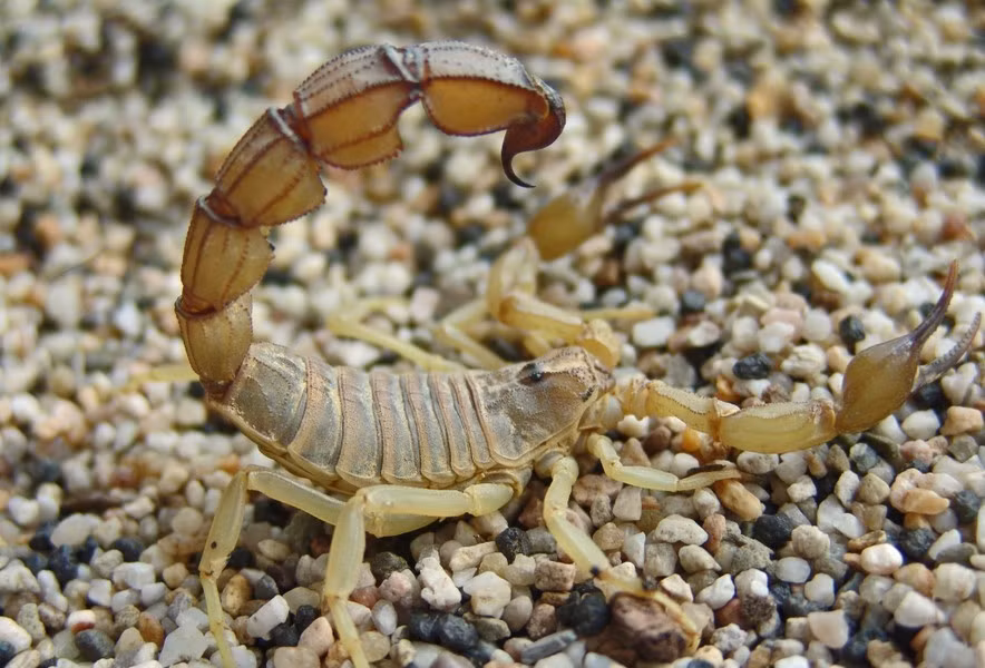 Bọ cạp khi gặp đồng loại, thường lao vào đánh nhau và sau đó con bọ cạp thua cuộc sẽ bị đồng loại của nó ăn thịt