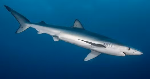 Khi quan sát kỹ hơn, nhóm nghiên cứu phát hiện khoảng cách giữa các lớp tinh thể guanin có thể biến thiên khi cá mập thay đổi độ sâu. Ảnh: australian.museum.