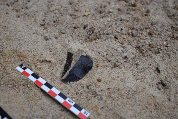 Khám phá này cho thấy các xưởng chế tác công cụ đã được người Neanderthal vận hành. Tại đây, họ sửa chữa và mài sắc các dụng cụ dùng để giết mổ động vật khổng lồ thời Kỷ Băng hà, bao gồm voi ma mút, tê giác và ngựa. Ảnh: Faculty of Archaeology of the University of Warsaw/PAP.