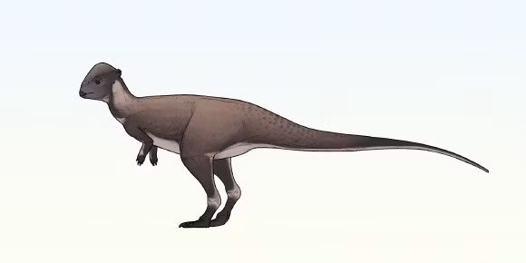 Tháng 10/2025, một loài khủng long mới được xác định từng phân bố tại khu vực ngày nay là phía bắc tiểu bang Montana (Mỹ). Loài mới được các chuyên gia đặt tên là Brontotholus harmoni, thuộc họ pachycephalosauridae - nhóm khủng long nổi tiếng với hộp sọ hình vòm dày bất thường. Ảnh: Connor Ashbridge / CC BY 4.0.