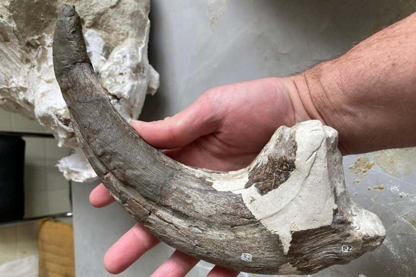 Theo Viện Địa chất và Cổ sinh vật học Patagonia, hóa thạch thuộc về cá thể Joaquinraptor casali khoảng 19 tuổi. Vào thời điểm tử vong, nó có thể đang ăn dở một chiếc chân cá sấu dài khoảng 20 cm. Ảnh: Matt Lamanna.