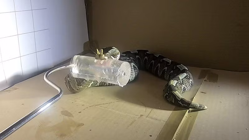 Sau khi ghi lại hơn 100 video tốc độ cao về 36 loài rắn khác nhau tấn công con mồi giả, các nhà khoa học đã phát hiện những quy luật trong cách chúng kiếm ăn. Các video cho thấy hầu hết rắn lục đều cắn mục tiêu trong vòng 0,1 giây sau khi lao tới - nhanh hơn phản ứng giật mình của hầu hết các loài động vật có vú, đồng nghĩa với việc con mồi khó có thể trốn thoát. Ảnh: Silke Cleuren.