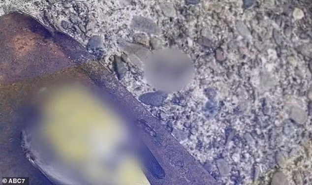 "Đó là một điều bí ẩn và là cảm giác của tất cả chúng tôi. Điều đó không thể giải thích được", Heather Jones, một cư dân ở Richmond, chia sẻ với ABC 7. Ảnh: ABC7.