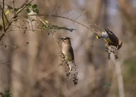 Kết quả kiểm tra của Phòng thí nghiệm Sức khỏe Động vật hoang dã California cho thấy hai con chim bao gồm một con bồ câu than và một con sáo châu Âu đều tử vong do có vết thương bị bắn bằng đạn bi thay vì điện giật như một số người suy đoán. Ảnh: NPS Photo/Charles Cantrell.