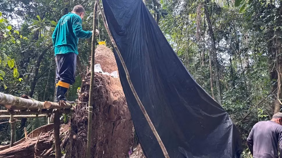 Geórgea Layla Holanda, nhà khảo cổ học tại Viện Phát triển Bền vững Mamirauá (IDSM) ở Brazil, cho biết 2 trong số những chiếc bình đựng tro cốt có kích thước khá lớn, đường kính lên tới 89 cm. Bên trong 2 chiếc bình này có chứa xương người trong khi những bình còn lại chứa hỗn hợp hạt giống, các cá, ếch và rùa. Ảnh: Geórgea Layla Holanda.