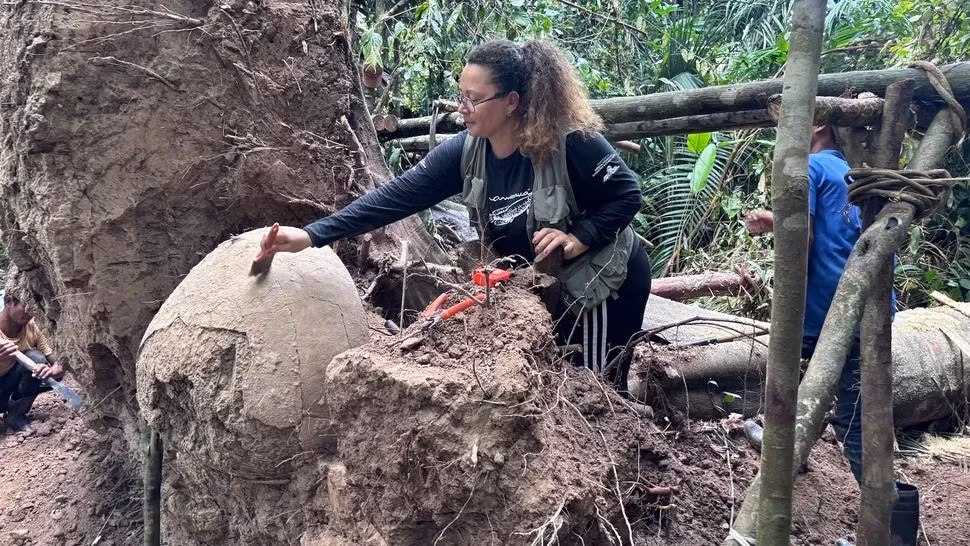 Bảy chiếc bình đựng tro cốt khổng lồ có niên đại từ thời tiền Columbus đã được tìm thấy sâu trong rừng mưa nhiệt đới Amazon ở Brazil. Một ngư dân tình cờ phát hiện ra chúng sau khi một cây Paricarana cao khoảng 15m gãy đổ để lộ những chiếc bình đựng tro cốt được chôn bên dưới. Ảnh: Márcio Amaral.