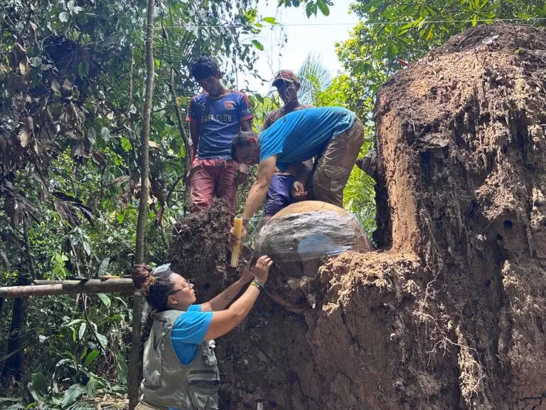 "Đồ gốm đất sét xanh lục rất hiếm nhưng đã được nhìn thấy ở những địa điểm khác trong khu vực. Chúng tôi cũng tìm thấy những mảnh vỡ có lớp đất sét phủ bên ngoài và các dải sơn màu đỏ mặc dù vẫn chưa thể liên kết chúng với bất kỳ kiểu chế tác gốm nào đã biết", nhà khảo cổ Geórgea cho hay. Ảnh: Geórgea Holanda/Mamirauá Institute.