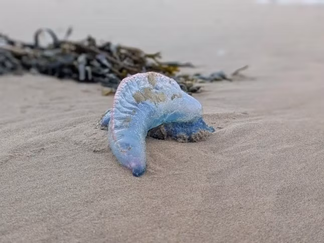 Một số cá thể Portuguese Man O' War đã được người dân phát hiện trôi dạt vào bãi biển Aberavon gần Port Talbot, xứ Wales. Chính quyền địa phương đã đưa ra cảnh báo về sinh vật biển có khả năng gây chết người này, khuyến cáo mọi người tránh xa chúng. Ảnh: Media Wales.
