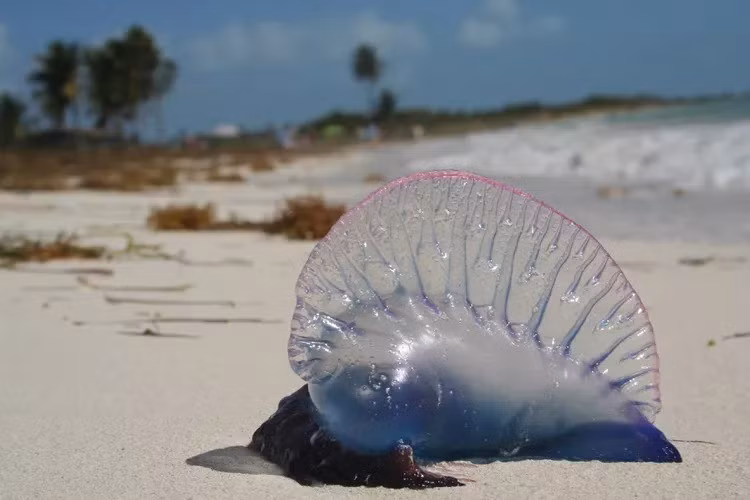 Nếu bị Portuguese Man O' War đốt thì mọi người có thể dùng thẻ nhựa hoặc vật phẳng để nhẹ nhàng loại bỏ các xúc tu còn dính trên da. Tiếp đến, tìm kiếm trợ giúp y tế ngay lập tức, liên hệ với Cảnh sát biển Hoàng gia Anh hoặc bác sĩ gần nhất. Ảnh: 4Neus/Flickr/CC BY 2.0.