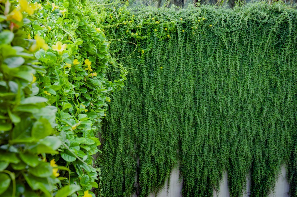 Cúc tần Ấn Độ được nhiều gia đình lựa chọn trồng để làm hàng rào hoặc tạo không gian xanh ở ban công. Loài cây này sinh trưởng nhanh, tán dày và rủ xuống sát đất. Khu vực đó sẽ trở nên tối và ẩm - môi trường lý tưởng của rắn. Ảnh: Hoài Nam/Vietnam+.