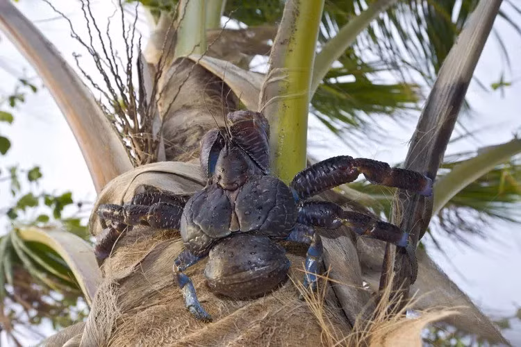 Sau khi leo lên cây dừa, chúng sẽ dùng càng xé toạc xơ dừa, đập đi đập lại cho tới lúc sọ dừa vỡ ra. Ảnh: Reinhard Dirscherl.