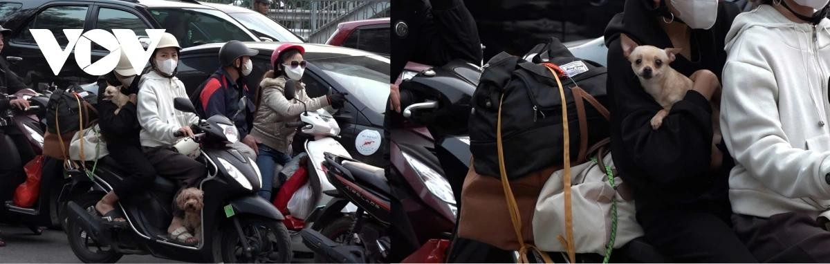 Không chỉ có đồ đạc, những chú thú cưng cũng theo xe về lại thành phố sau kỳ nghỉ Tết.