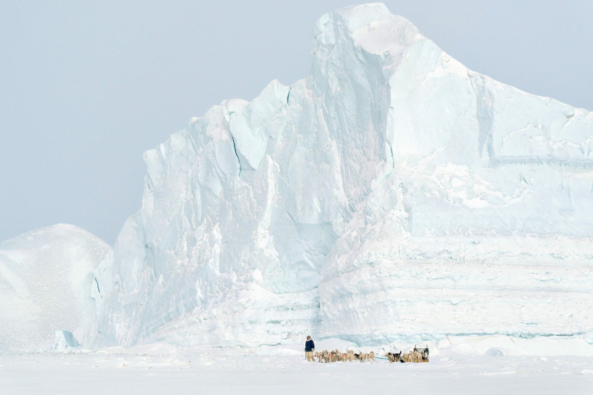 Người bản địa Inuit có truyền thống săn gấu Bắc Cực chủ yếu để lấy thịt và da trong hàng nghìn năm lịch sử. Nghề săn gấu bước vào thời kỳ hoàng kim kể từ khi người châu Âu đặt chân tới Greenland. Ảnh: Tiina Itkonen, Justin Lewis.