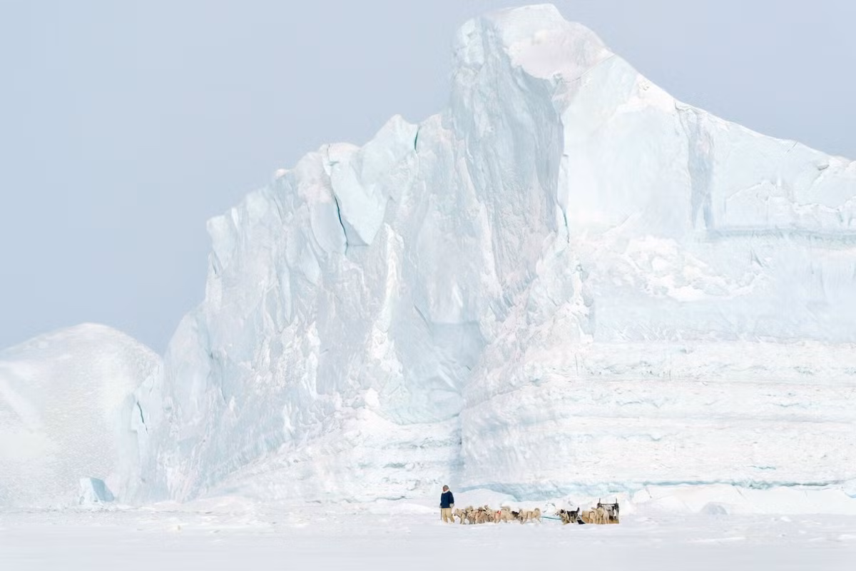 Người bản địa Inuit có truyền thống săn gấu Bắc Cực chủ yếu để lấy thịt và da trong hàng nghìn năm lịch sử. Nghề săn gấu bước vào thời kỳ hoàng kim kể từ khi người châu Âu đặt chân tới Greenland. Ảnh: Tiina Itkonen, Justin Lewis.