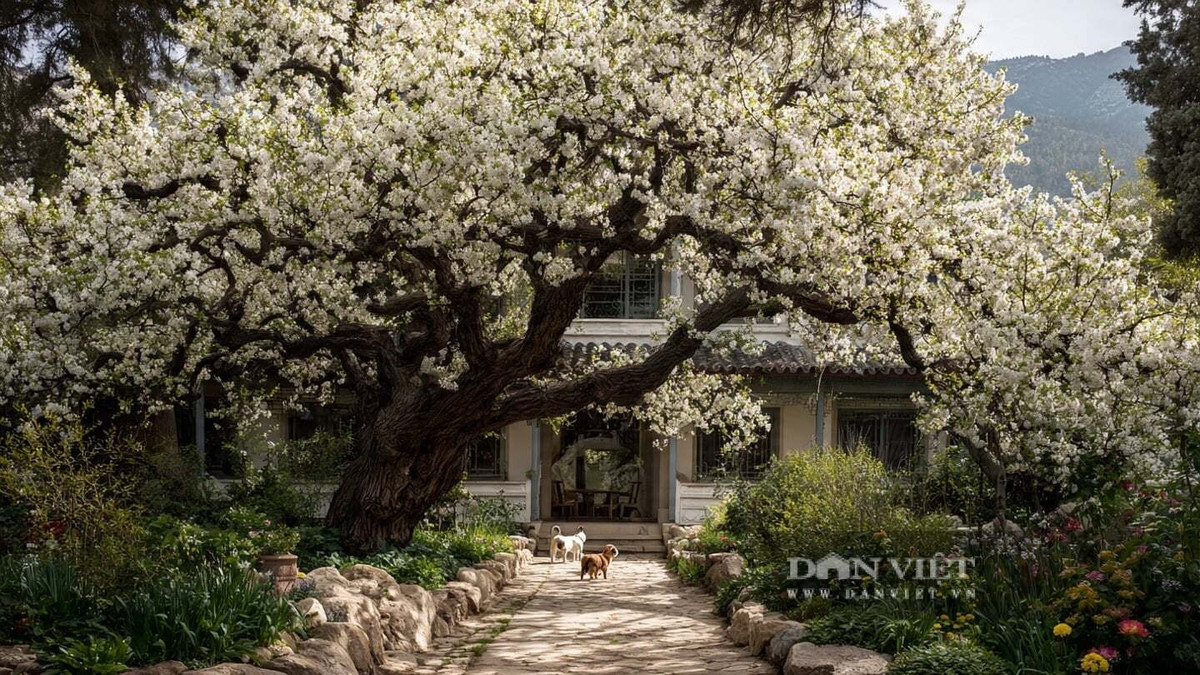 3. Cây Mơ: Không chỉ cho hoa đẹp, cây mơ còn mang đến trái ngọt và ý nghĩa sung túc, là biểu tượng của mùa màng bội thu và sum họp gia đình.