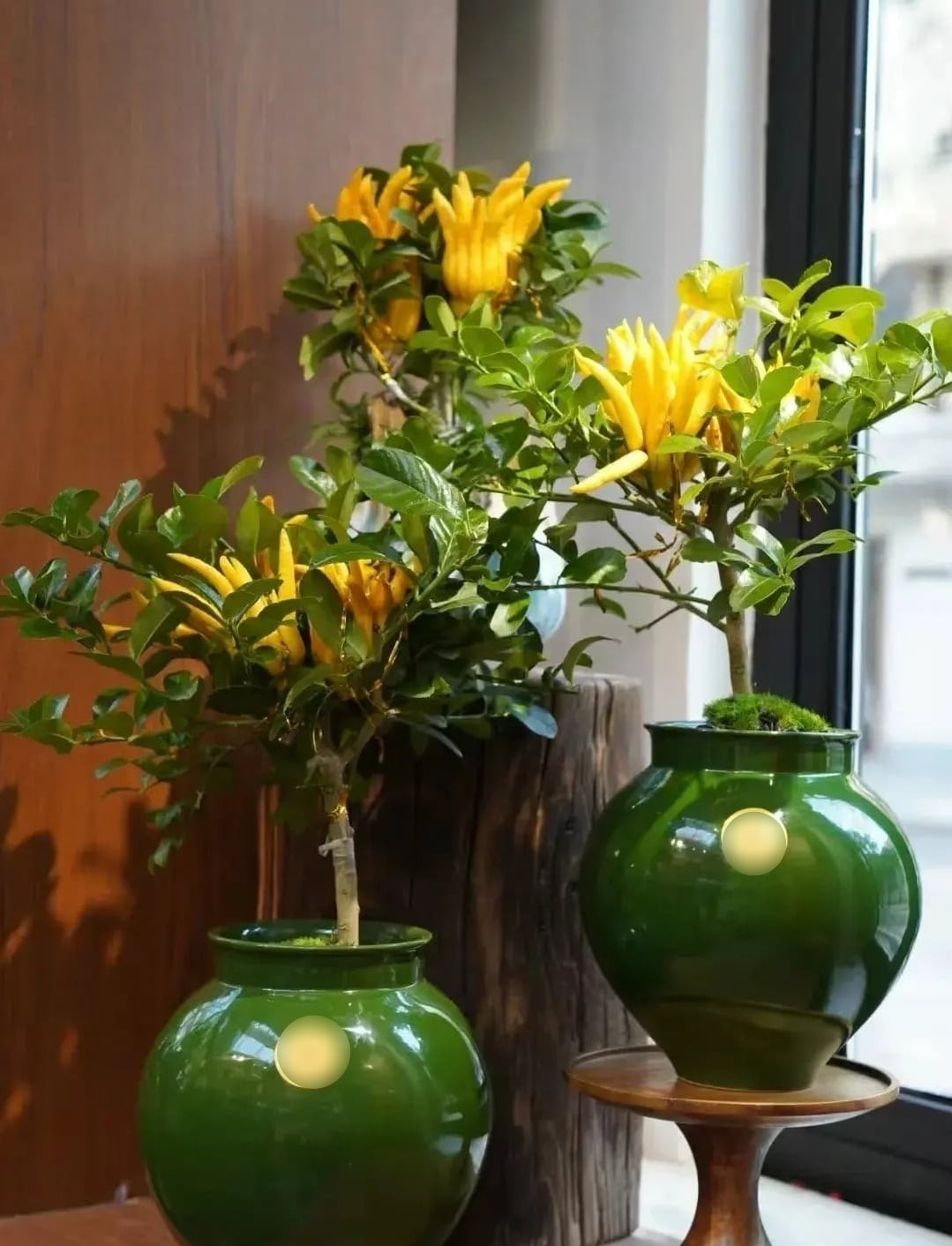 Phật thủ ra hoa vào mùa hè, hoa chủ yếu màu trắng, đôi khi pha đỏ hoặc tím; quả chín từ tháng 6 đến tháng 10, chuyển sang màu vàng rực rất đẹp.