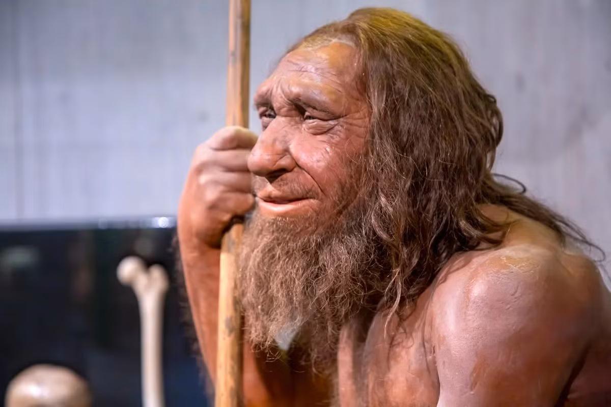 Một giả thuyết về chiếc mũi lớn của người Neanderthal là họ có các xoang lớn tương đương và đường thở được cải thiện , phát triển như một sự thích nghi với môi trường sống lạnh và khô. Cấu trúc mũi đặc biệt của họ có thể hữu ích trong việc làm ấm và làm ẩm không khí trước khi không khí đến phổi. Ảnh: Esin Deniz/Shutterstock.com.