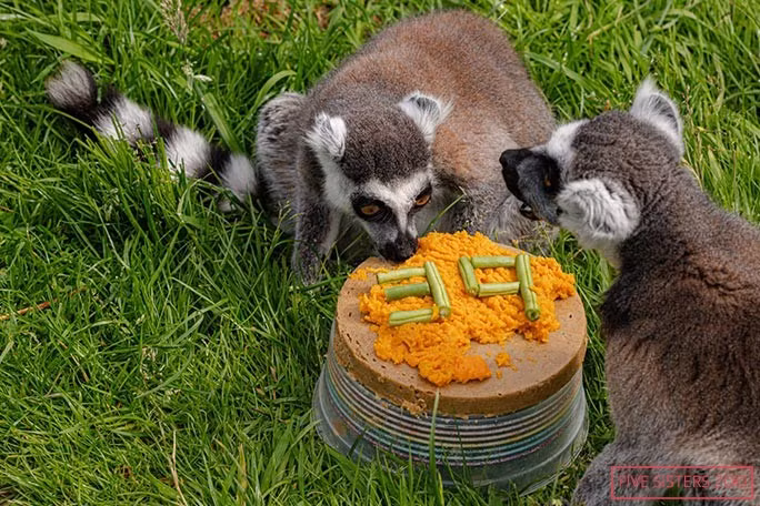 Trong hơn 2 thập kỷ ở Vườn thú Five Sisters, Stumpy trở thành một trong những con vượn cáo được nhân viên cũng như du khách yêu thích. Ảnh: Five Sisters Zoo.