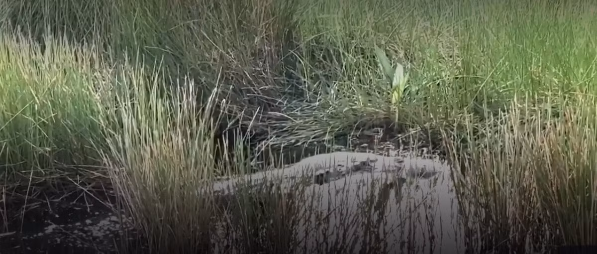 Đoạn video do bà Joslyn quay được cho thấy con cá sấu vừa bơi vừa "xâu xé" con trăn Miến Điện. Con mồi to lớn được con cá sấu ngậm chặt trong hàm răng chắc khỏe. Ảnh cắt từ clip/fox13news.com.