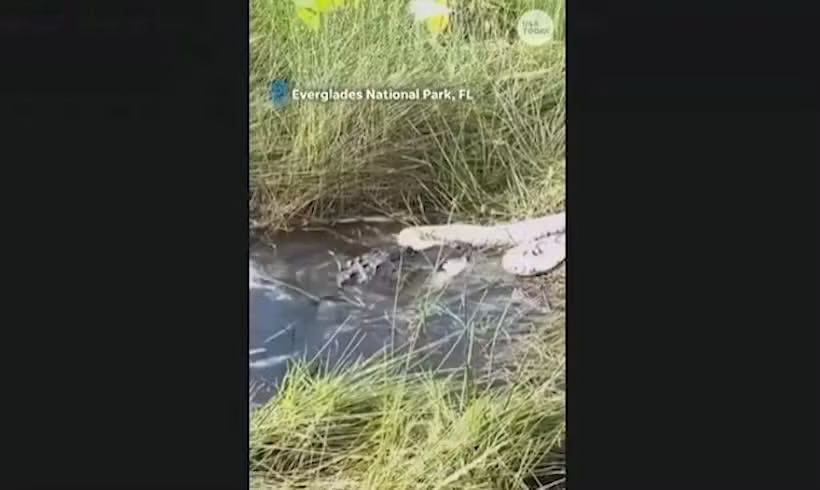 Đoạn video do một phụ nữ tên Alison Joslyn đã quay lại khi đạp xe gần tháp quan sát của Vườn quốc gia Everglades ở Florida, Mỹ vào ngày 8/8 thì bất ngờ nhìn thấy một con cá sấu lớn trồi lên mặt nước với một con trăn Miến Điện to lớn bị kẹp chặt trong hàm. Ảnh cắt từ clip/fox13news.com.